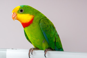A beautiful green parrot is sitting on the board, looking around.