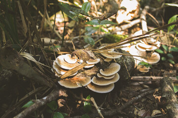 mushrooms on the tree
