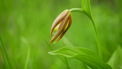 Slipper orchid Cypripedium calceolus flower wild plant lady's-slipper orchid yellow, bloom...
