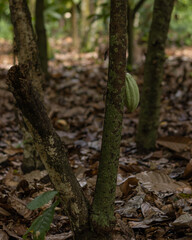 cacao maduro y verde en planta de cacao