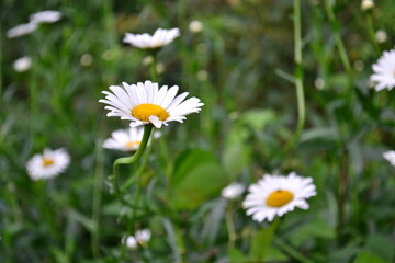 daisies in a field