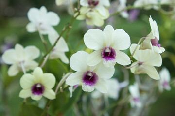 dendrophalaenopsis in the wild orchid lush bloom