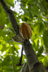 cacao amarillo maduro en planta de cacao
