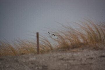 Zugvögel fliegend hinter Schilf der Düne am Strand