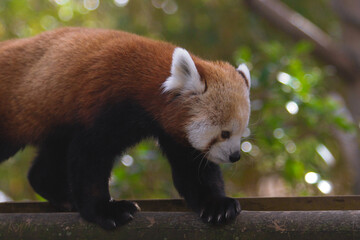 portrait of a red panda in a nature reserve