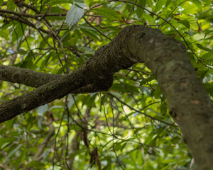 Fototapeta premium árbol de cacao