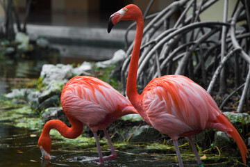 two pink flamingos are walking in the garden next to a mangrove tree