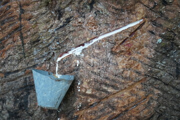 Harvesting of milk of latex rubber sharinga trees (hevea brasiliensis) near the Comunidade Tatuyo,...