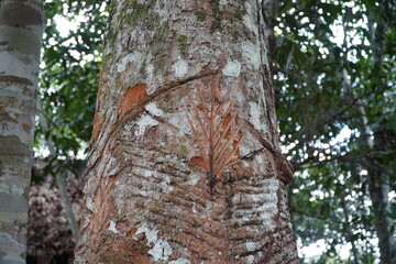 Latex rubber sharinga tree (hevea brasiliensis) with the typical grooves from the rubber latex...