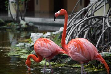 two pink flamingos are walking in the garden next to a mangrove tree