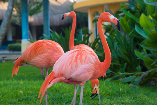 a flock of caribbean flamingos walking in the garden