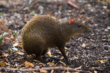 agouti walks in the woods