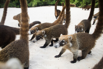 a flock of coati raccoons running on the sand Nasua narica