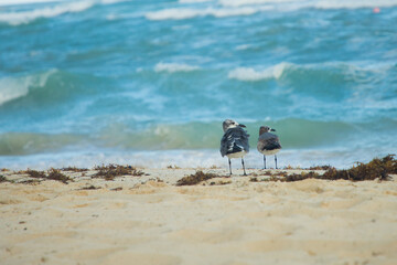 Fototapeta na wymiar seagulls sit on the beach next to sargassum algae