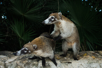 Raccoon coati nosuha Nasua narica in the Yukotan nature