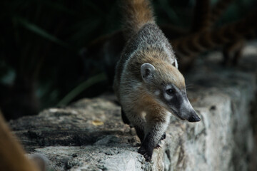 Raccoon coati nosuha Nasua narica in the Yukotan nature