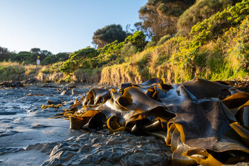 Bull Kelp seaweed washed on the ocean shore in Australia