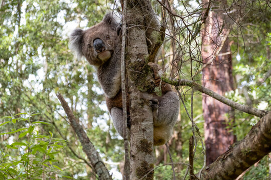 Koala on a tree in the wild - extreme closeup