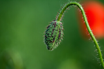 close up of a poppy seed