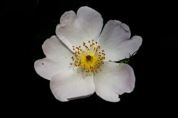 Fototapeta na wymiar white flower isolated on black