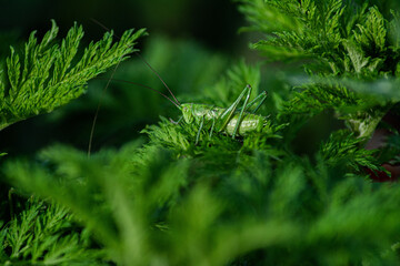 close up of green moss