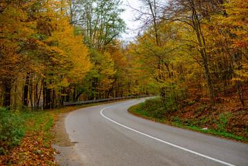 road in autumn forest