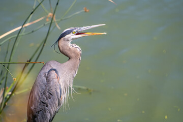 Portrait of Great blue heron (Ardea cinerea) with open beak.