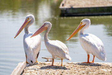 Fototapeta na wymiar Three white American pelicans on a boat dock.