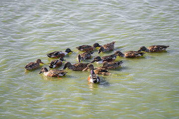 Ducks (northern shoveler) swim in the lake. Large flocks sometimes feed by swimming in circles to...