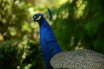 Obraz premium Peacock in close up profile