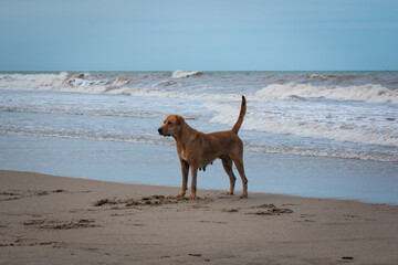 Brown Mongrel Dog Walking in the Sand of Palomino's Beach in La Guajira, Colombia