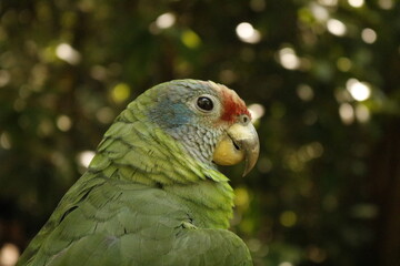 green parrot