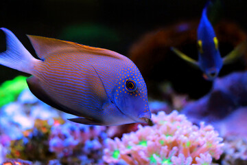 Orange Stripe Bristletooth Tang - Ctenochaetus striatus