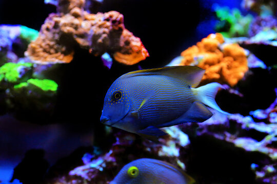 Orange Stripe Bristletooth Tang - Ctenochaetus striatus