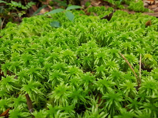 Close-up on moss from a clouf forest in Costa Rica