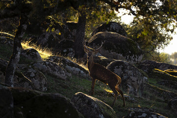 Red deer in the Sierra Andujar site. Deer in open landscape. Europe wildlife. 