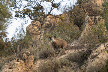 Wild boar in the Sierra Andujar site. Wild pig in open landscape. Europe wildlife. 