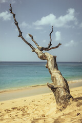 A dried tree on the East Coast of Barbados near Whole Town in summer time