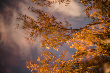 Brown leaves floating on a water pond