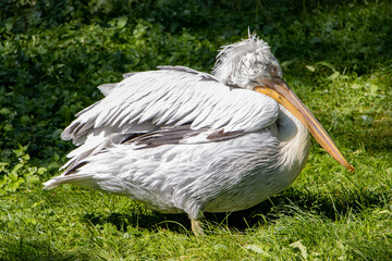 The Dalmatian pelican (Pelecanus crispus) on a green grass.
