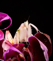 orchid mantis praying hymenopus coronatus