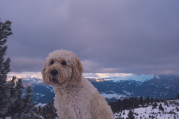 Süßer blonder Hund vor wolkigem Panorama in den Bergen | Ritten, Italien