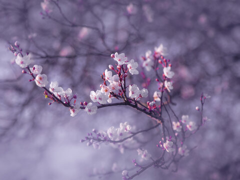 Artistic pink cherry blossom