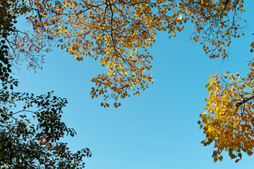Low angle view of autumn forest against blue sky background, colorful leaves in wind.