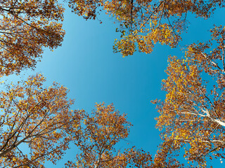 Low angle view of autumn forest against blue sky background, colorful leaves in wind.