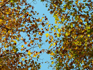 Low angle view of autumn forest against blue sky background, colorful leaves in wind.