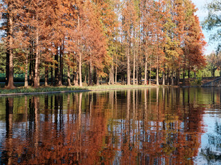 Waterside dawn redwood reflected in water in sunny autumn day in Shanghai Gongqing forest park.