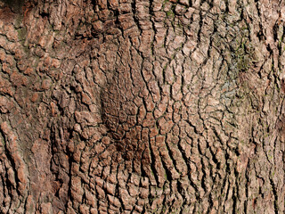 Close up of rough bark on big tree trunk, round tree scar like target