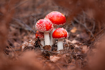 fly agaric toadstool mushroom in the forest
