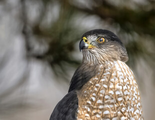 Cooper's Hawk in Nevada, USA